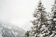 Bomen in Sneeuw - Winters Landschap van Patrycja Polechonska thumbnail