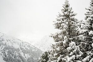 Arbres dans la neige - Paysage d'hiver