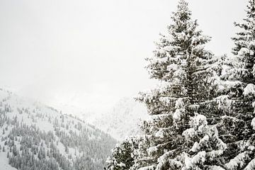 Bäume im Schnee - Winterlandschaft von Patrycja Polechonska