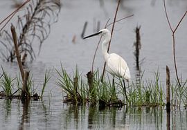 Witte reiger