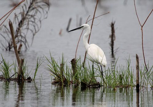 white heron