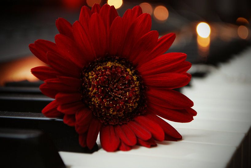 Piano by Cynthia Jansen