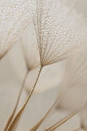Peace and simplicity: drops in the light by Marjolijn van den Berg