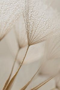 Frieden und Einfachheit: Tropfen im Licht