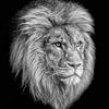 Simba sur Edwin Benschop