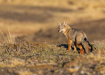 South-American Grey Fox in it's environment by Lennart Verheuvel