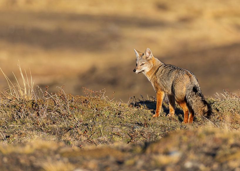 Renard de Patagonie dans le paysage par Lennart Verheuvel