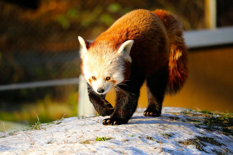 Kleiner Panda auf Reisen im Schnee von JASV Photography