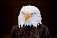 Weißkopfseeadler