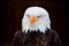 Weißkopfseeadler von Lucas.visuals