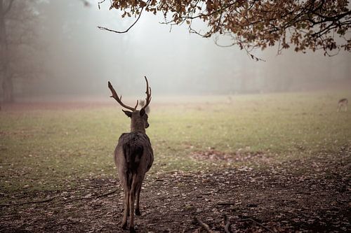 Park Sonsbeek part 10