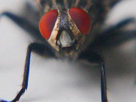 Rare encounter by Grille