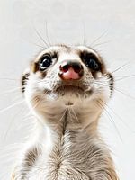 Meerkat portrait