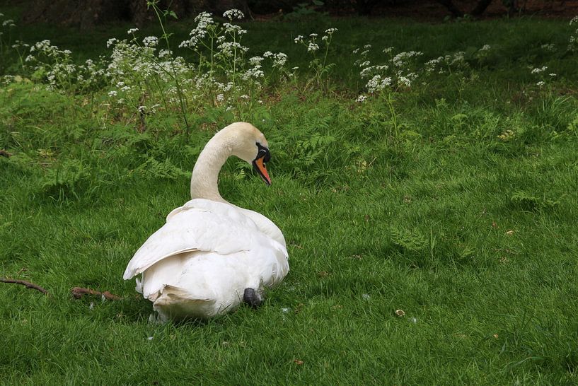 Witte Zwaan von Tineke Roosen