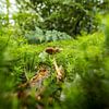 Une vue d'un petit champignon dans un grand monde sur Roosmarijn Jongstra