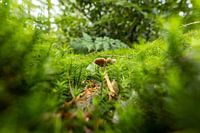 A vista of a small mushroom in a big world
