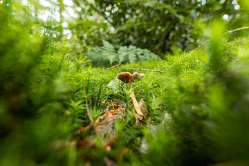 Een doorkijkje naar een kleine paddenstoel in een grote wereld van Roosmarijn Jongstra