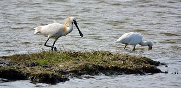 Lepelaars op Texel van Ronald Timmer