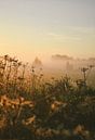 Gouden zonsopkomst mistig platteland van Jisca Lucia thumbnail