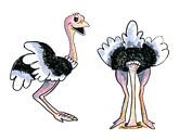 Twee struisvogels van Ivonne Wierink thumbnail