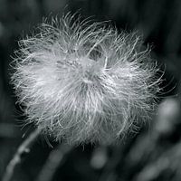 dandelion