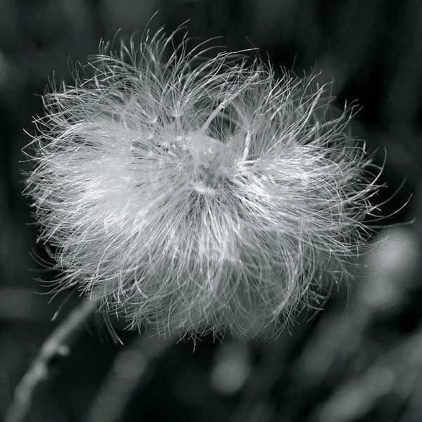 dandelion by geen poeha