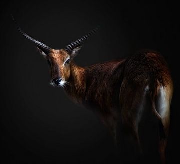 Antelope Lechwe Portrait, Santiago Pascual Buye by 1x