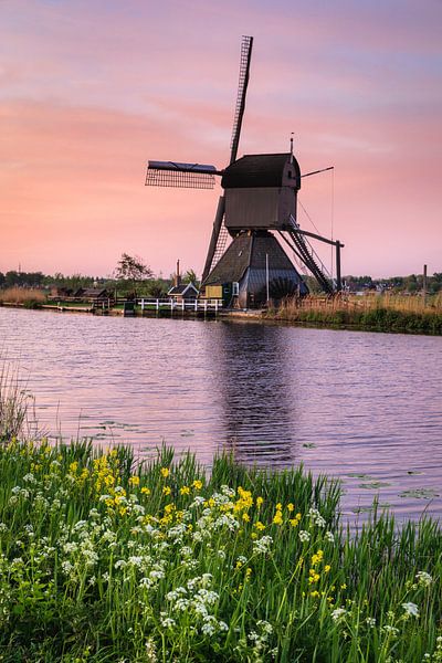 Windmill and flowers at sunset, Kinderdijk, Netherlands by Markus Lange