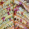 Varenblad in herfstkleuren van Ron Poot