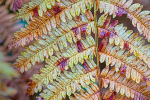 Varenblad in herfstkleuren van Ron Poot