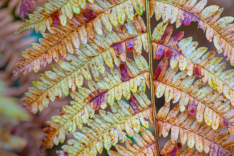Farnblätter in Herbstfarben von Ron Poot