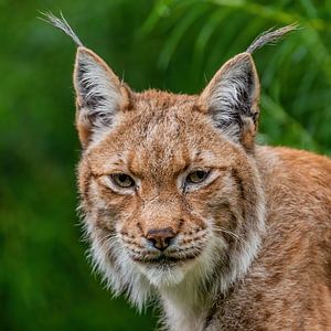 Luchs, wie er sein sollte.