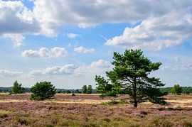 Bruyères et pins en fleurs sur Sjoerd van der Wal Photographie