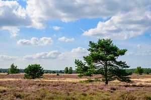 Blooming Heather plants  and pine trees