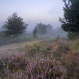 Heidekraut mit Morgennebel von Manja van der Heijden