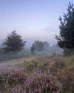 Heidekraut mit Morgennebel von Manja van der Heijden