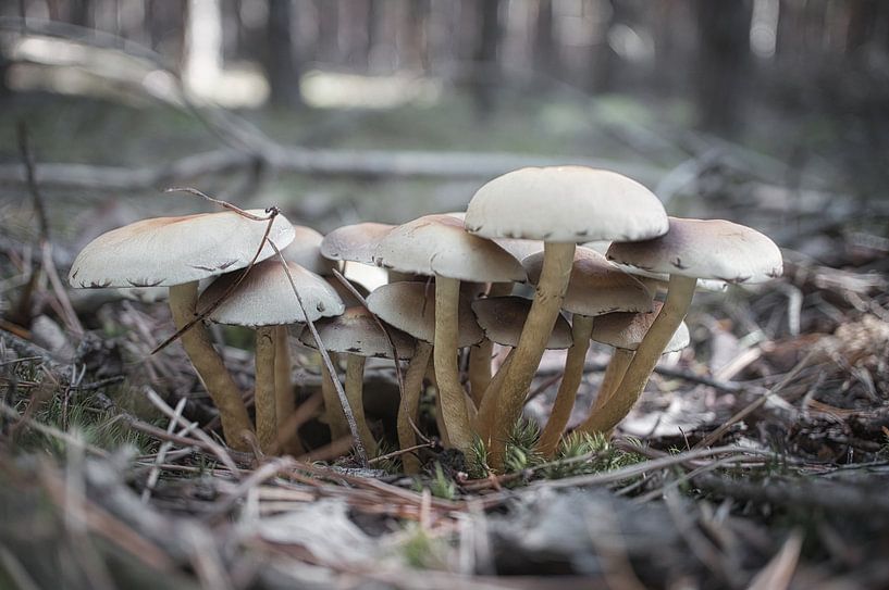 Delicate paddenstoelen filigraan op de bosgrond van Martin Köbsch