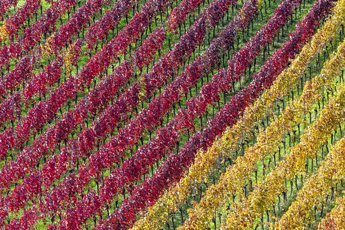 Wijngaarden in de herfst