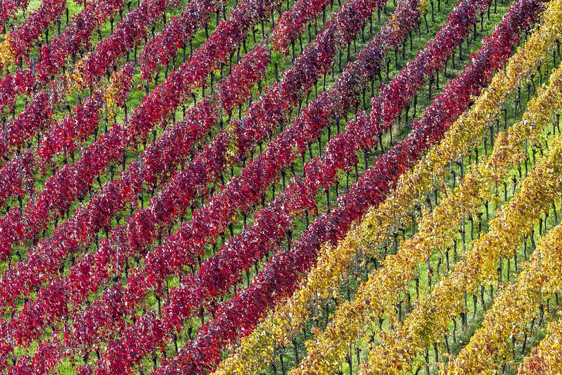 Wijngaarden in de herfst van Walter G. Allgöwer
