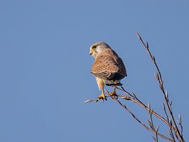 Un faucon crécerelle sur une branche sur Manuel Weiter