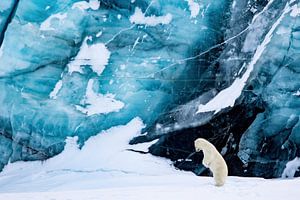 Hunting polar bear by Sam Mannaerts