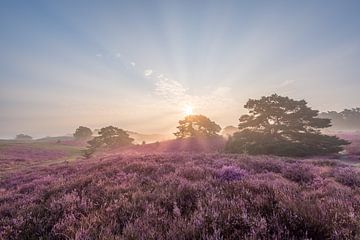 Strahlender Sonnenaufgang über der blühenden Heidelandschaft von John van de Gazelle fotografie