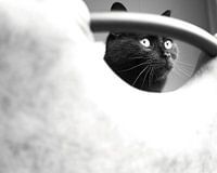 Black-and-white gazing