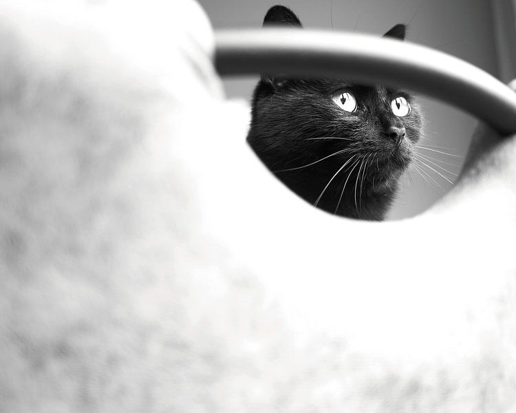 Black-and-white gazing by F.H. van Dijk