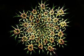 Common hogweed low key. by Lex van der Putten