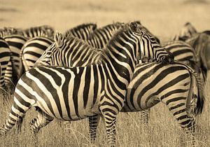 Zebra confusion van Roland Smeets