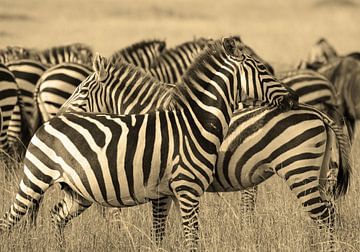Zebra confusion