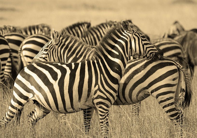 Zebra confusion van Roland Smeets