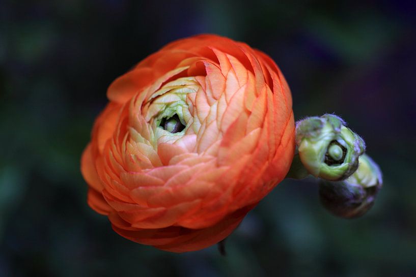 Rode ranonkel by Jolanta Mayerberg