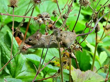 Field mouse